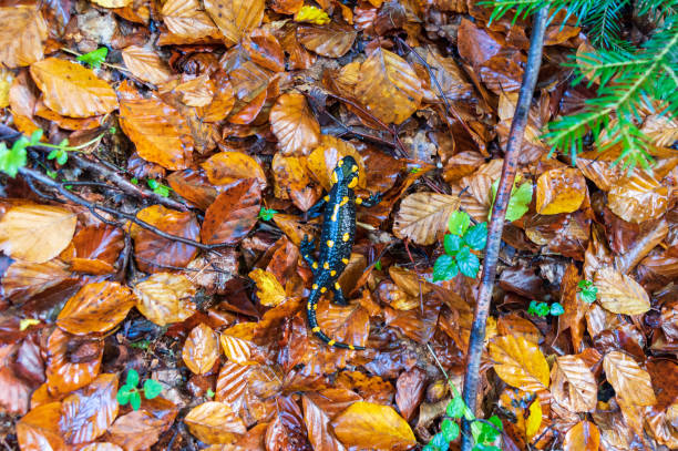 istock Fire salamander crawling on yellow foliage. Black lizard with orange spots. 1283386360