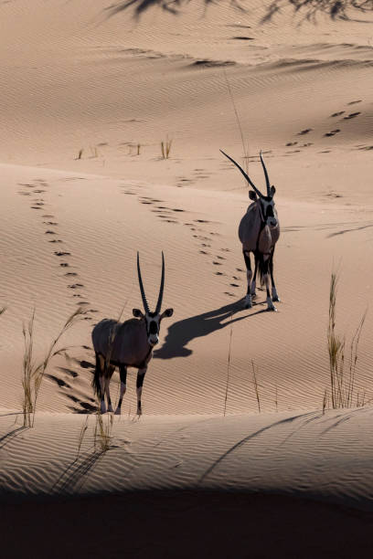 istock Oryx or Gemsbok in sand dunes 1283386380