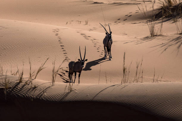 istock Oryx or Gemsbok in sand dunes 1283386455