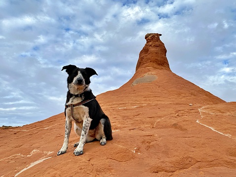 A Border Collie Mix poses with rock formations in Escalante National Monument, Utah.