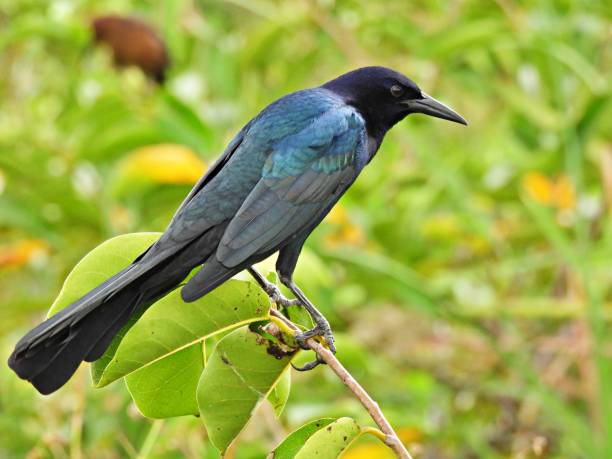 istock Boat-tailed Grackle (Quiscalus major) male perched on a branch 1283388629