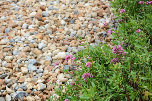 istock Red Valerian growing wild on pebble beach in Eastbourne 1283388762