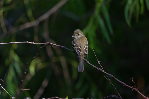 A least flycatcher sitting in a willow grove.