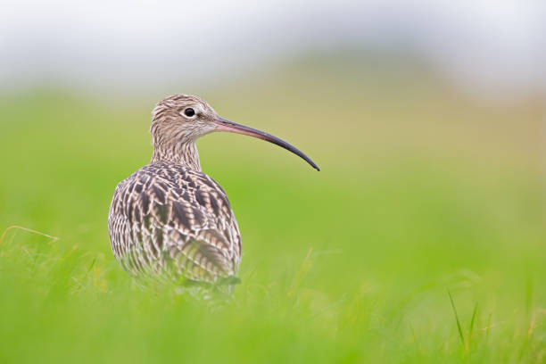 A large billed bird perched in a meadow exhausted from the fall migration.