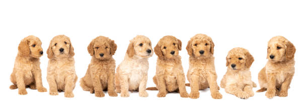 una camada de lindos cachorros de labradoodle sentados mirando la cámara aislada sobre un fondo blanco con espacio para el texto - labradoodle fotografías e imágenes de stock