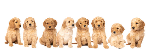 A litter of cute labradoodle puppies sitting looking at the camera isolated on a white background with space for text A litter of cute labradoodle puppies sitting looking at the camera isolated on white background with space for text goldendoodle stock pictures, royalty-free photos & images