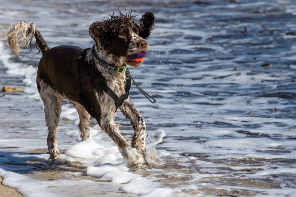 istock Dog with toy on a beach 1283390047