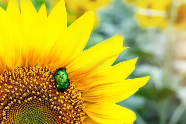 Photo of Close-up bright green rose chafer beetle gathering pollen from sunflower plant field. Vibrant colorful summer background