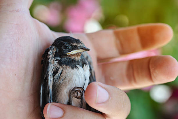 istock Caught swallow in hand. Insectivorous bird swallow 1283390791