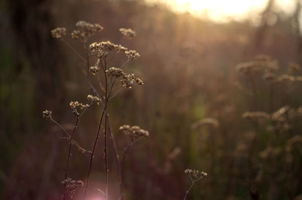the sun illuminates the stems of old dried flowers in the autumn park