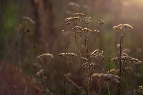 istock dry flowers in autumn park 1283391046