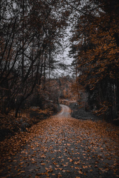 istock Autumn dark forest path with trees along the way and many leaves 1283391114