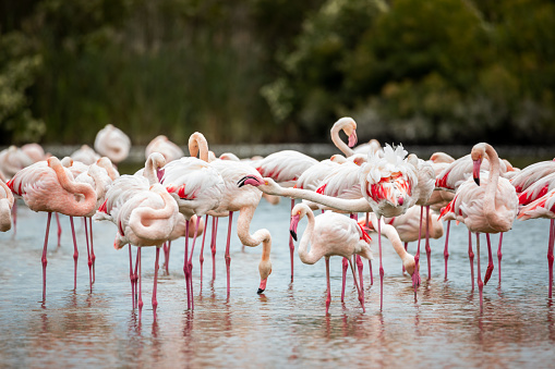 Pink flamingos in Ornithological Park of Pont de Gau, France