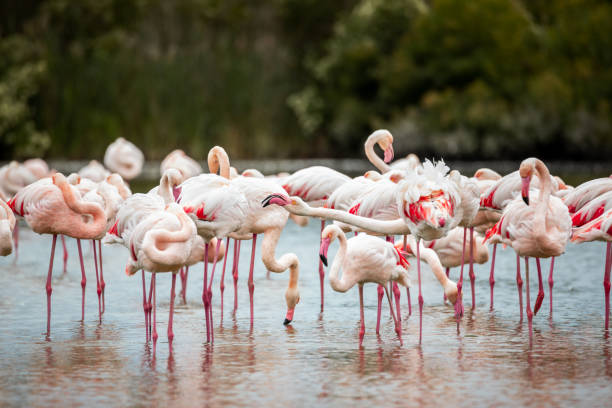 Pink flamingos in Ornithological Park of Pont de Gau, France Pink flamingos in Ornithological Park of Pont de Gau, France ornithology stock pictures, royalty-free photos & images