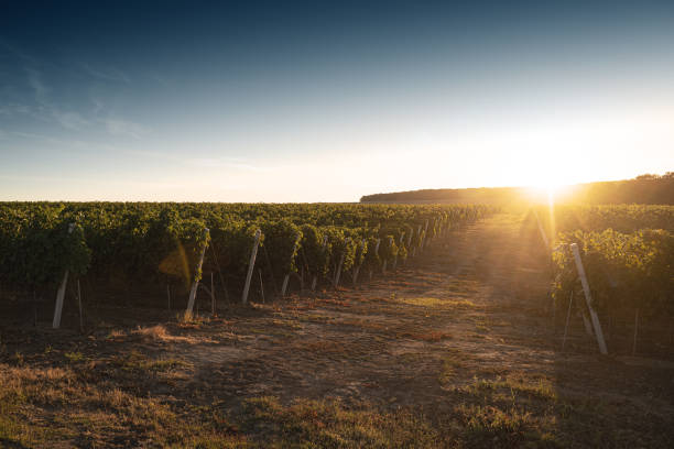 istock vineyard road in the morning light 1283391330