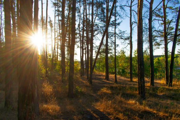Beautiful forest with moss-covered soil and sunbeams through the trees