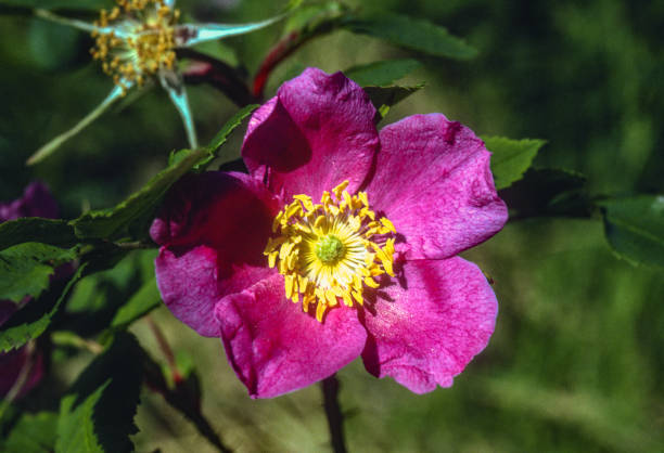 Alaska - Pink Flower - 1997