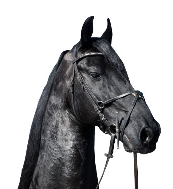 closeup portrait of Friesian stallion horse on white closeup portrait of beautiful Friesian black stallion horse head with leather bridle harness isolated on white background charismatic racehorse stock pictures, royalty-free photos & images