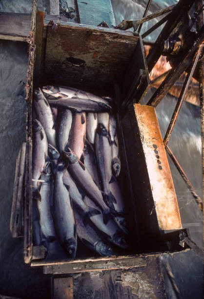 Alaska - Salmon Catch - 1997