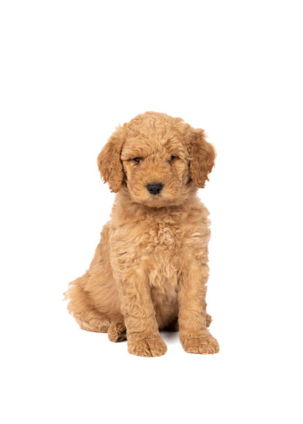 istock Cute labradoodle puppy sitting looking at the camera isolated on a white background with space for text 1283392441