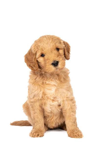 istock Cute labradoodle puppy sitting looking at the camera isolated on a white background with space for text 1283392453