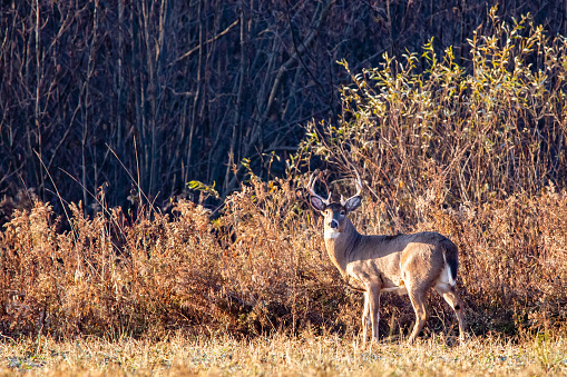 Large White-tailed deer buck (Odocoileus virginianus) during the Wisconsin rut at the end of October, horizontal