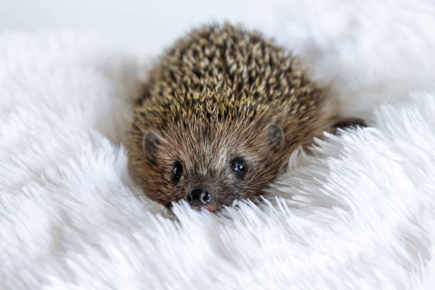 istock Cute sad wild hedgehog lying on a soft blanket on a white background. The prickly animal is bored in the house and wants to be free in the forest. Protection and domestication of forest animals. 1283394991
