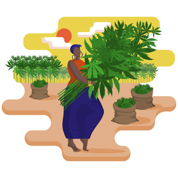 Beautiful black young woman in a blue skirt is harvesting technical hemp manually Beautiful black young woman in blue skirt is harvesting technical hemp manually. Hemp plant, cannabis. Agricultural work on farm. Hemp bag. Cannabis plantations on horizon. Flat cartoon vector style stubble stock illustrations