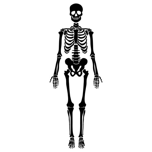 인간의 골격. 전체 길이 만화 해골. 벡터 템플릿 그림입니다. - torso stock illustrations