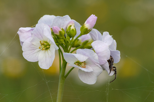 Close up of a cobweb on a cuckooflower (cardamine pratensis) in bloom