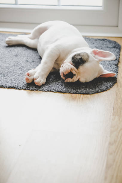 Cute Frenchie puppy sleeping on a doormat