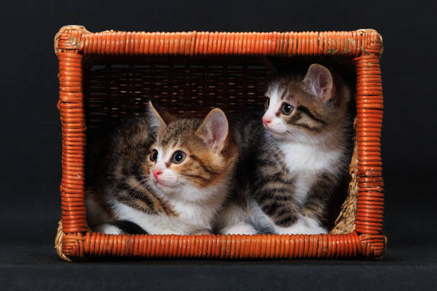 cozy fitting kittens in rectangular basket - animal domestic cat basket kitten imagens e fotografias de stock