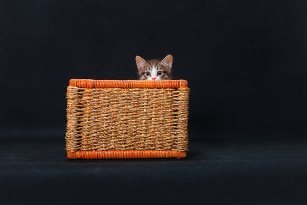 kitten peeking out of wicker basket - animal domestic cat basket kitten imagens e fotografias de stock