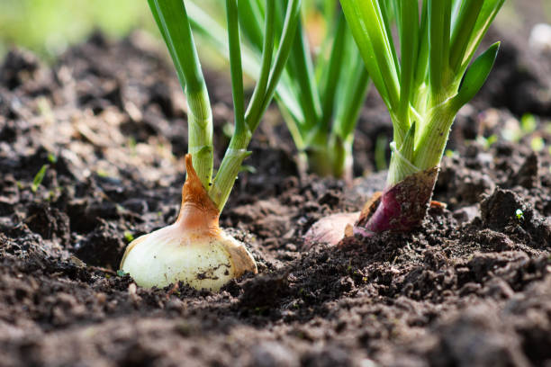Fresh harvest in the garden. Onion grows from the dugout. Fresh harvest in the garden. plantation photos stock pictures, royalty-free photos & images