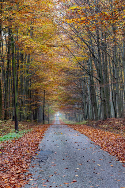 istock A road leading through a deciduous forest. Leaves fall from tall trees. Autumn season. 1283398999