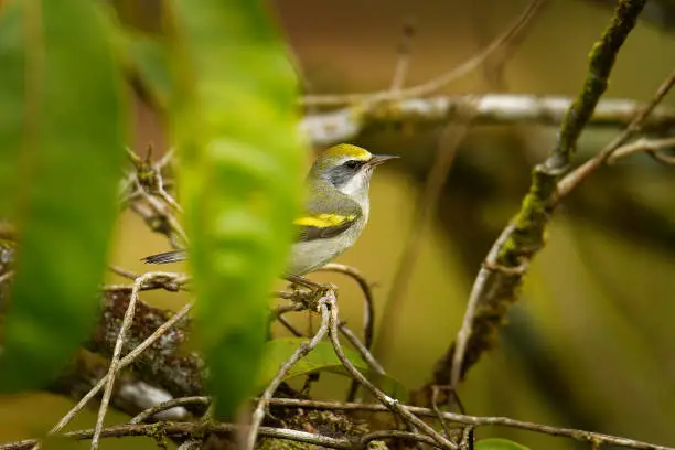 Golden-winged warbler (Vermivora chrysoptera) New World warbler, small bird breeds in southern Canada and in the Appalachian Mountains in northeastern to north-central United States.