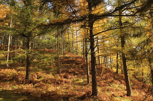 Larch forest in golden autumn light with bracken covered ground
