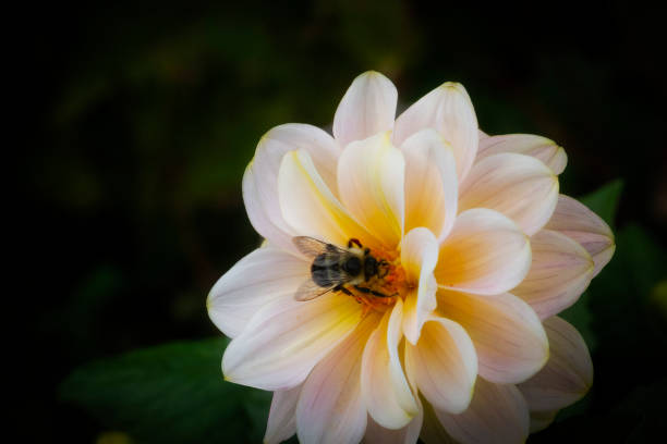 Close up of perfect Cream Colored Dahlia