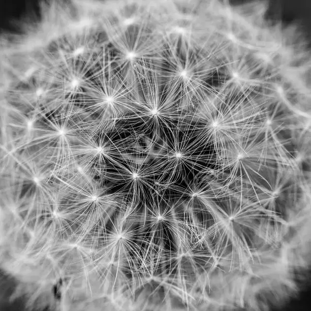 Seedhead of common dandelion (Taraxacum officinale), black and white close up photo