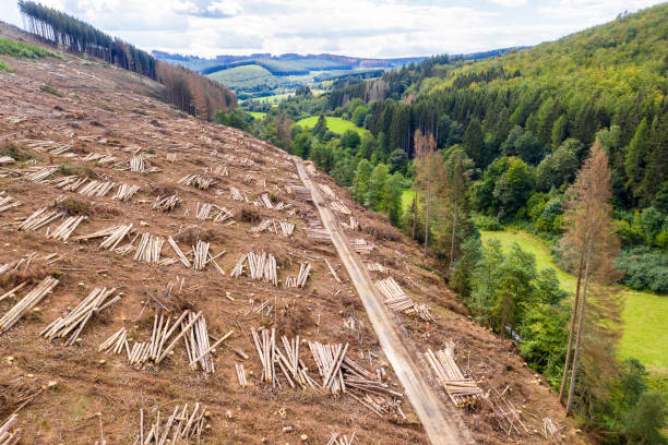 istock a felled forest in a green valley from above 1283405918
