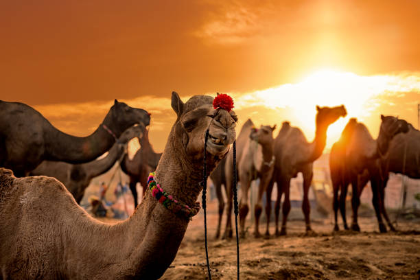 kamele auf der pushkar fair, auch pushkar camel fair oder lokal als kartik mela genannt, ist eine jährliche mehrtägige viehmesse und kulturin, die in der stadt pushkar rajasthan, indien, stattfindet. - camel fair stock-fotos und bilder