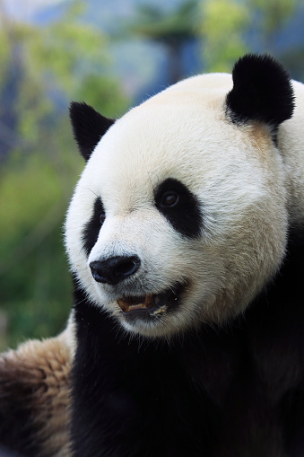 Cute Panda Life in Park with close up view during eating