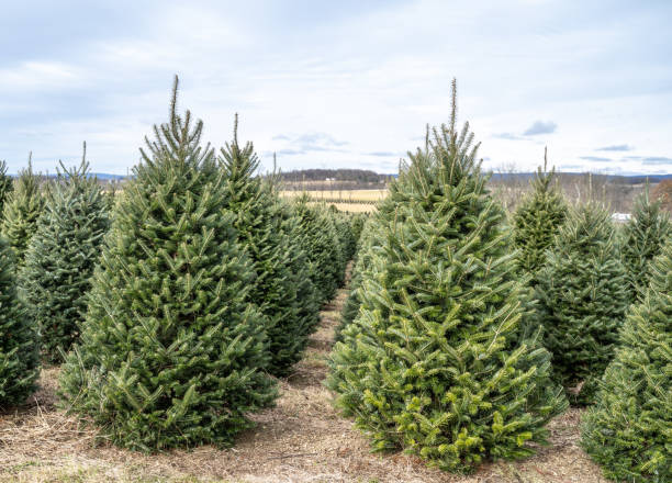 istock Rows of Christmas Trees at Tree Farm 1283407991
