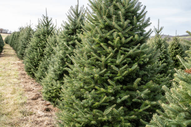 istock Rows of Christmas Trees at Local Tree Farm 1283408012