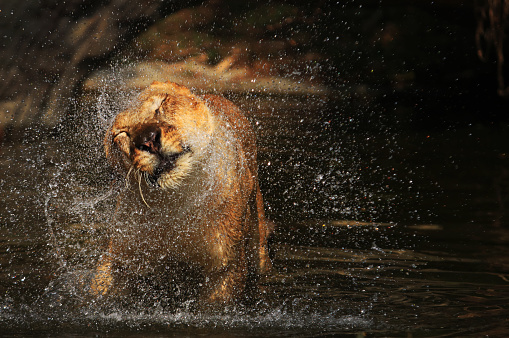 The lioness is bathing