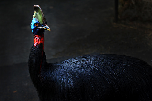 Cassowary in the forest with dark background