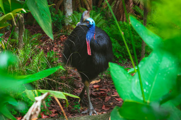 casuario meridionale - beak bird blue cassowary foto e immagini stock