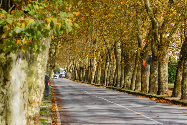 istock Cabedelo Avenue - Viana do Castelo 1283410721
