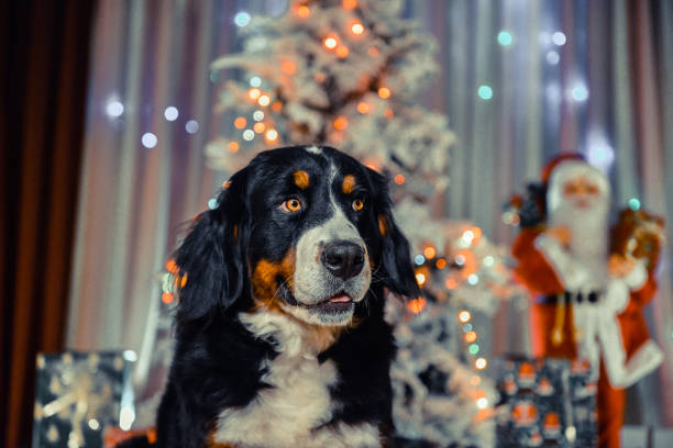 istock Cute dog celebrating Christmas 1283413323