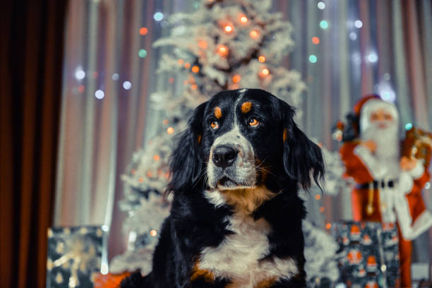 istock Cute dog celebrating Christmas 1283413328